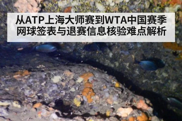 从ATP上海大师赛到WTA中国赛季 网球签表与退赛信息核验难点解析